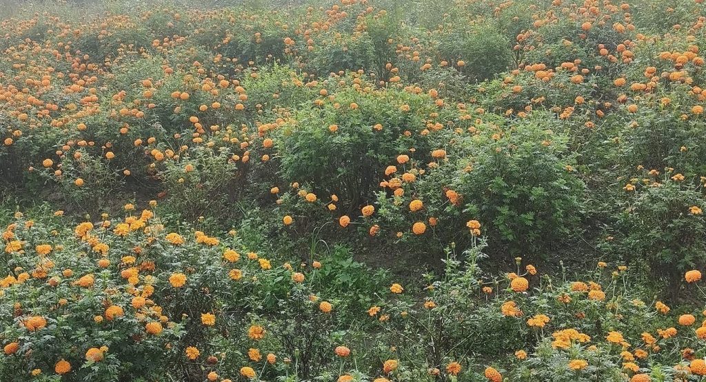 किसानलाई फुल बिक्री वितरण गर्न भ्याई नभ्याई