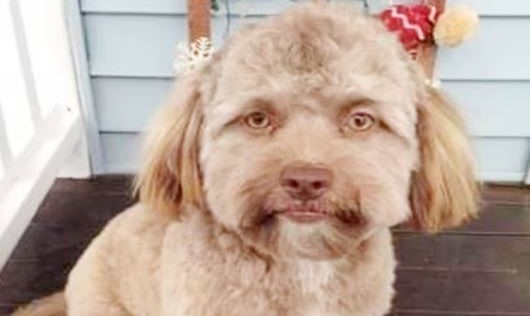 ‘मानव अनुहार’ भएको यो कुकुरको तस्विर इन्टरनेटमा भाइरल