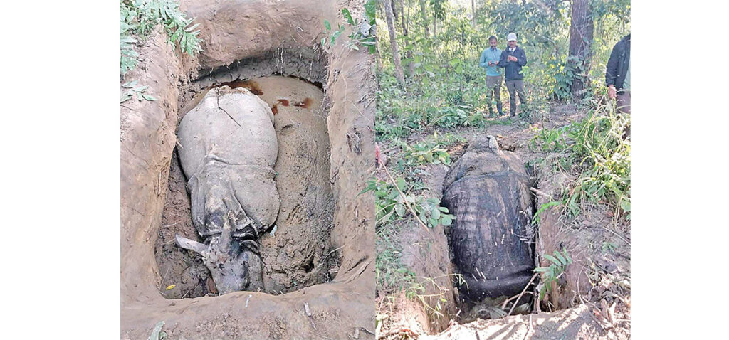पुरानै विधिमा तस्कर फर्कंदा चितवन राष्ट्रिय निकुञ्जमा गैँडा संरक्षणमा चुनौती